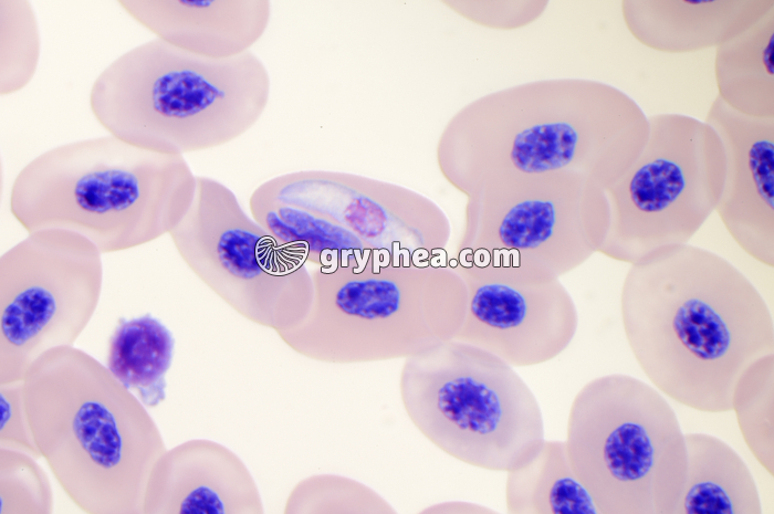 Hémogregarine dans un érythrocyte x400 - gryphea.org